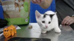 Shelter Stray Male Cat last seen Near BLOCK CHANDELLE LOOP NE, 8920 Lomas Blvd NE, Albuquerque, NM 87112, USA