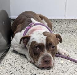 Shelter Stray Female Dog last seen Near BLOCK E JEFFERSON AVE, DETROIT MI 48214, 7401 Chrysler Dr, Detroit, MI 48211, USA