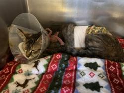 Shelter Stray Female Cat last seen , 216 W Victoria St, Gardena, CA 90248, USA