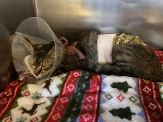 Shelter Stray Female Cat last seen , 216 W Victoria St, Gardena, CA 90248, USA