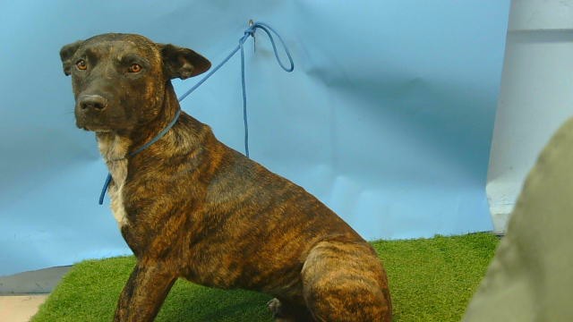 Shelter Stray Male Dog last seen , 216 W Victoria St, Gardena, CA 90248, USA