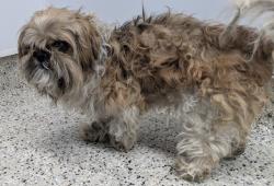 Shelter Stray Female Dog last seen Near BLOCK PENROD ST, DETROIT MI 48228, 7401 Chrysler Dr, Detroit, MI 48211, USA