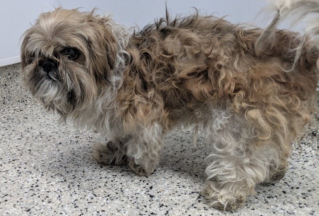 Shelter Stray Female Dog last seen Near BLOCK PENROD ST, DETROIT MI 48228, 7401 Chrysler Dr, Detroit, MI 48211, USA