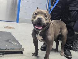 Shelter Stray Male Dog last seen Near BLOCK MAE SW, 11800 Sunset Gardens Rd SW, Albuquerque, NM 87121, USA