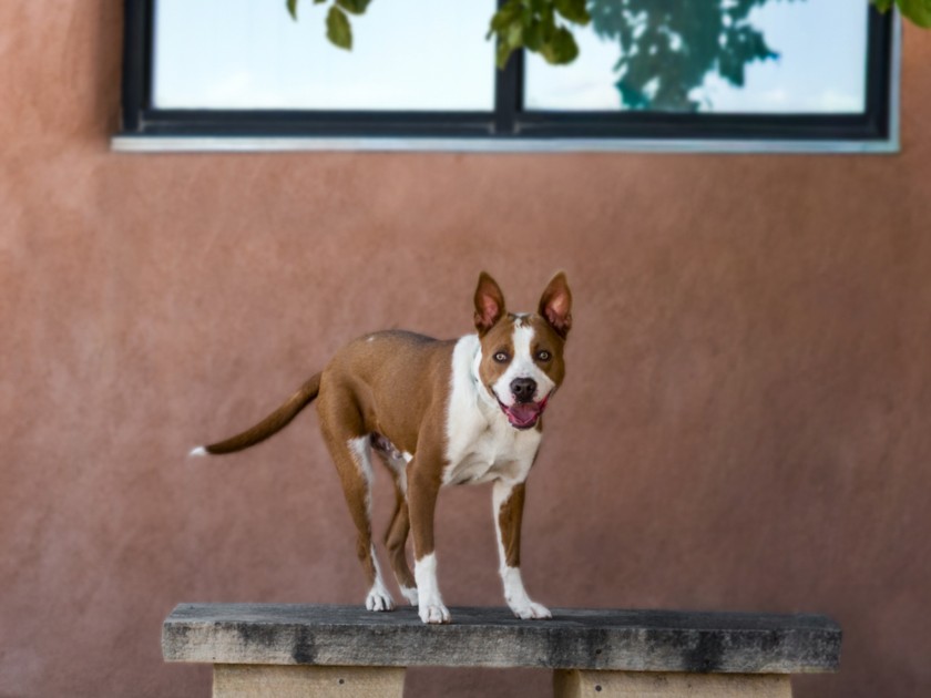Shelter Stray Male Dog last seen Near BLOCK A ARROYO NAMBE NM 87501, 100 Caja Del Rio Rd, Santa Fe, NM 87507, USA