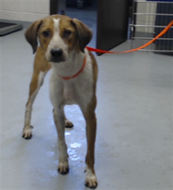 Shelter Stray Male Dog last seen , 4704 Corporation Dr, Fayetteville, NC 28306, USA