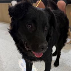 Shelter Stray Male Dog last seen , 14409 Vanowen St, Van Nuys, CA 91405, USA