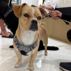Shelter Stray Female Dog last seen , 14409 Vanowen St, Van Nuys, CA 91405, USA