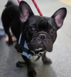 Shelter Stray Male Dog last seen , 14409 Vanowen St, Van Nuys, CA 91405, USA