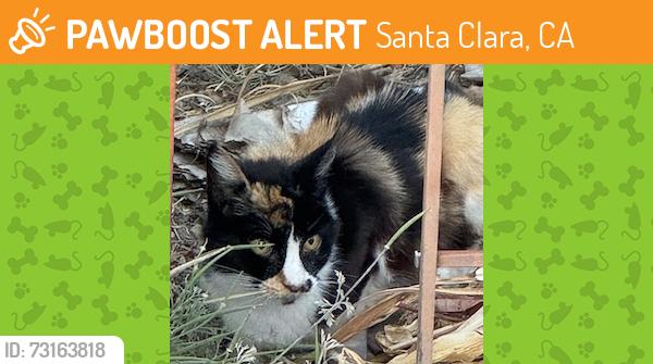 Found/Stray Female Cat last seen Stevens Creek Blvd and Cypress Ave, Santa Clara, CA 95050