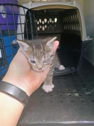 Shelter Stray Male Cat last seen CHARLOTTE, 8315 Byrum Dr, Charlotte, NC 28217, USA
