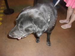 Shelter Stray Male Dog last seen , 14409 Vanowen St, Van Nuys, CA 91405, USA