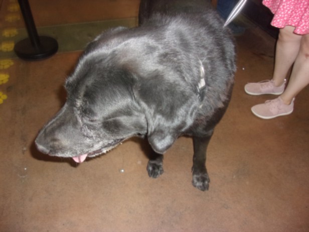 Shelter Stray Male Dog last seen , 14409 Vanowen St, Van Nuys, CA 91405, USA