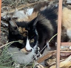 Found/Stray Female Cat last seen Stevens Creek Blvd and Cypress Ave, Santa Clara, CA 95050