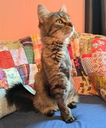 Shelter Stray Female Cat last seen CHARLOTTE, 8315 Byrum Dr, Charlotte, NC 28217, USA