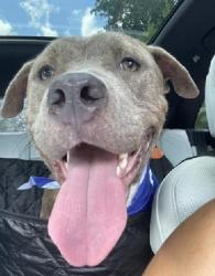 Shelter Stray Male Dog last seen CHARLOTTE, 8315 Byrum Dr, Charlotte, NC 28217, USA