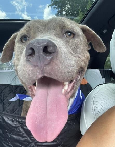 Shelter Stray Male Dog last seen CHARLOTTE, 8315 Byrum Dr, Charlotte, NC 28217, USA
