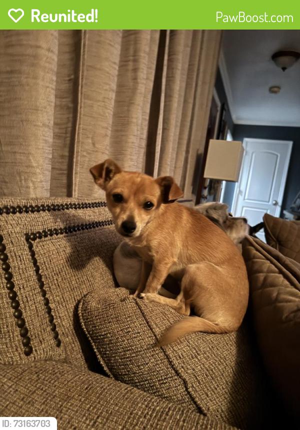 Reunited Male Dog last seen Near Culver Dr, Midland, TX 79705, USA, Midland, TX 79705