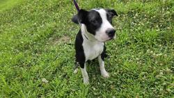 Shelter Stray Female Dog last seen CHARLOTTE, 8315 Byrum Dr, Charlotte, NC 28217, USA