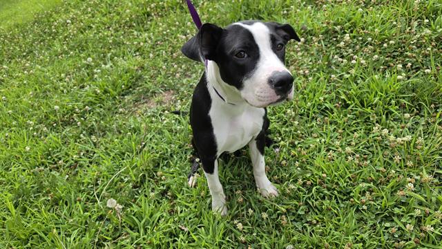 Shelter Stray Female Dog last seen CHARLOTTE, 8315 Byrum Dr, Charlotte, NC 28217, USA
