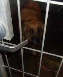Shelter Stray Female Dog last seen , 14409 Vanowen St, Van Nuys, CA 91405, USA