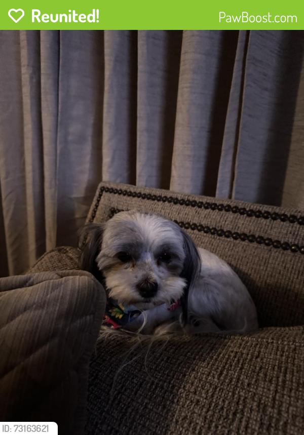 Reunited Male Dog last seen Near Culver Dr, Midland, TX 79705, USA, Midland, TX 79705