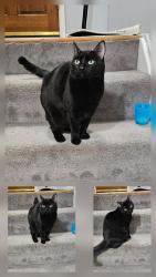 Lost Female Cat last seen Near Tennyson Court, Cotton Creek, Westminster, CO 80031