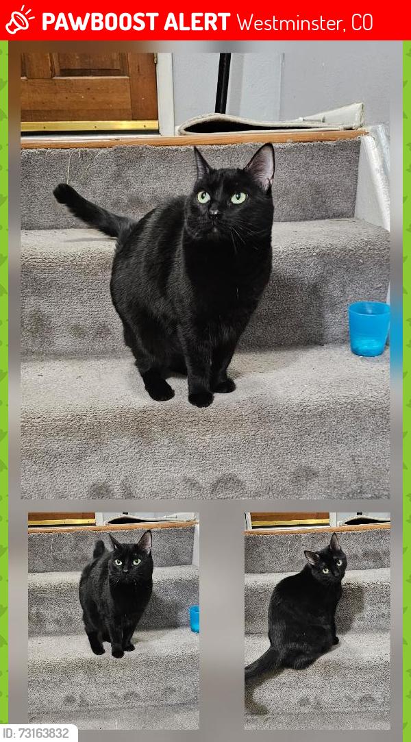 Lost Female Cat last seen Near Tennyson Court, Cotton Creek, Westminster, CO 80031