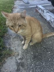 Found/Stray Male Cat last seen Biscayne Blvd and 180th st, Miami, FL 33137