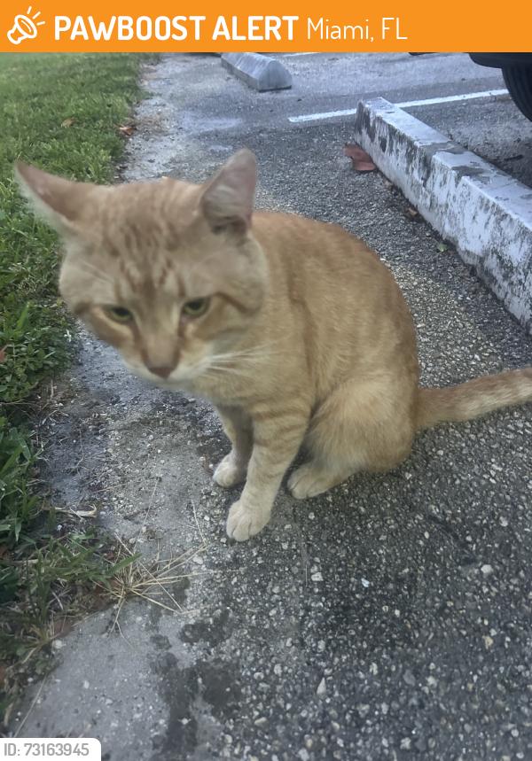 Found/Stray Male Cat last seen Biscayne Blvd and 180th st, Miami, FL 33137