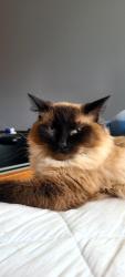 Lost Female Cat last seen Emerald elementary school, Vancouver, WA 98682