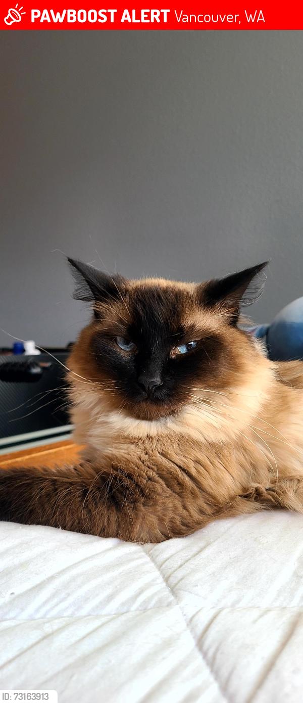 Lost Female Cat last seen Emerald elementary school, Vancouver, WA 98682