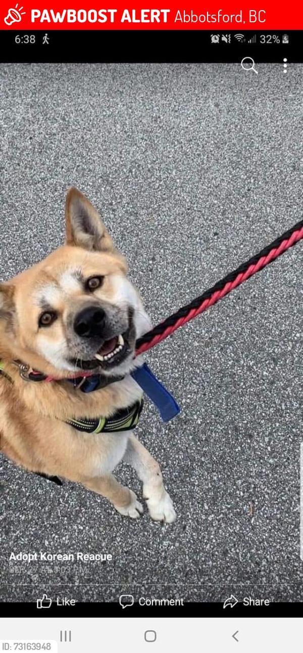 Lost Male Dog last seen Bevan and cannon, Abbotsford, BC 