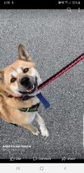 Lost Male Dog last seen Bevan and cannon, Abbotsford, BC 