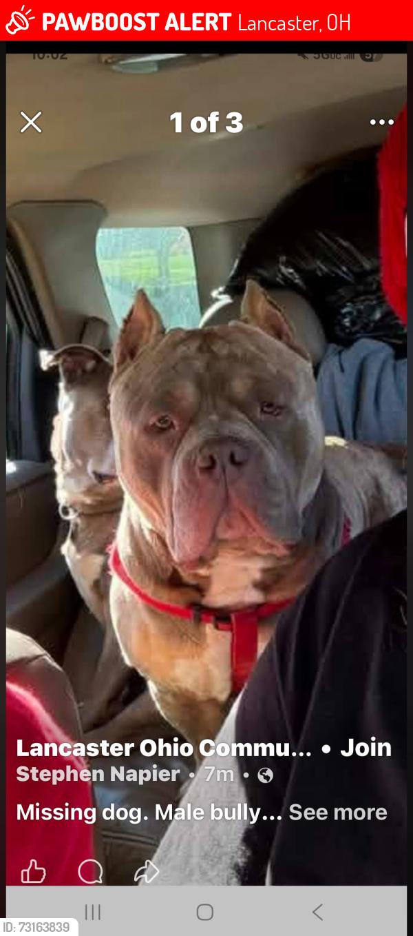 Lost Male Dog last seen Reese and Boving, Lancaster, OH 43130