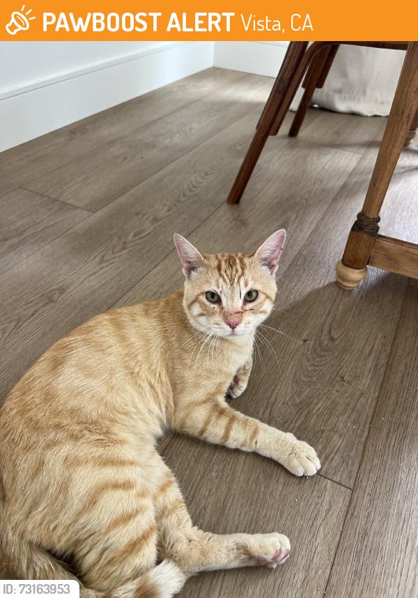 Found/Stray Male Cat last seen Clarence drive, Vista, CA 92084