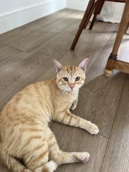 Found/Stray Male Cat last seen Clarence drive, Vista, CA 92084