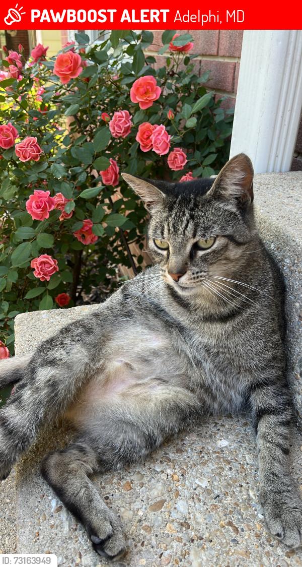 Lost Male Cat last seen Riggs Road, Adelphi Maryland, Adelphi, MD 20783