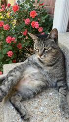 Lost Male Cat last seen Riggs Road, Adelphi Maryland, Adelphi, MD 20783
