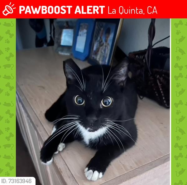 Lost Male Cat last seen Fred Waring Dr. and Las Vistas Dr., La Quinta, CA 92253