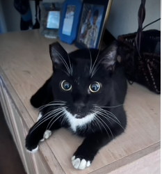 Lost Male Cat last seen Fred Waring Dr. and Las Vistas Dr., La Quinta, CA 92253