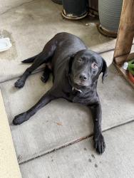Found/Stray Unknown Dog last seen North Chardonnay dr and Merlot Dr., Covina, CA 91723