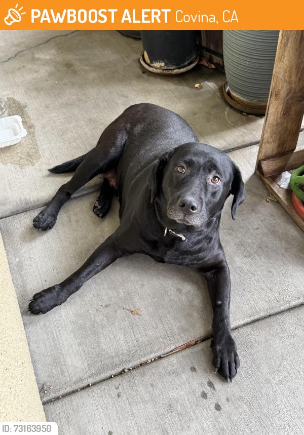 Found/Stray Unknown Dog last seen North Chardonnay dr and Merlot Dr., Covina, CA 91723