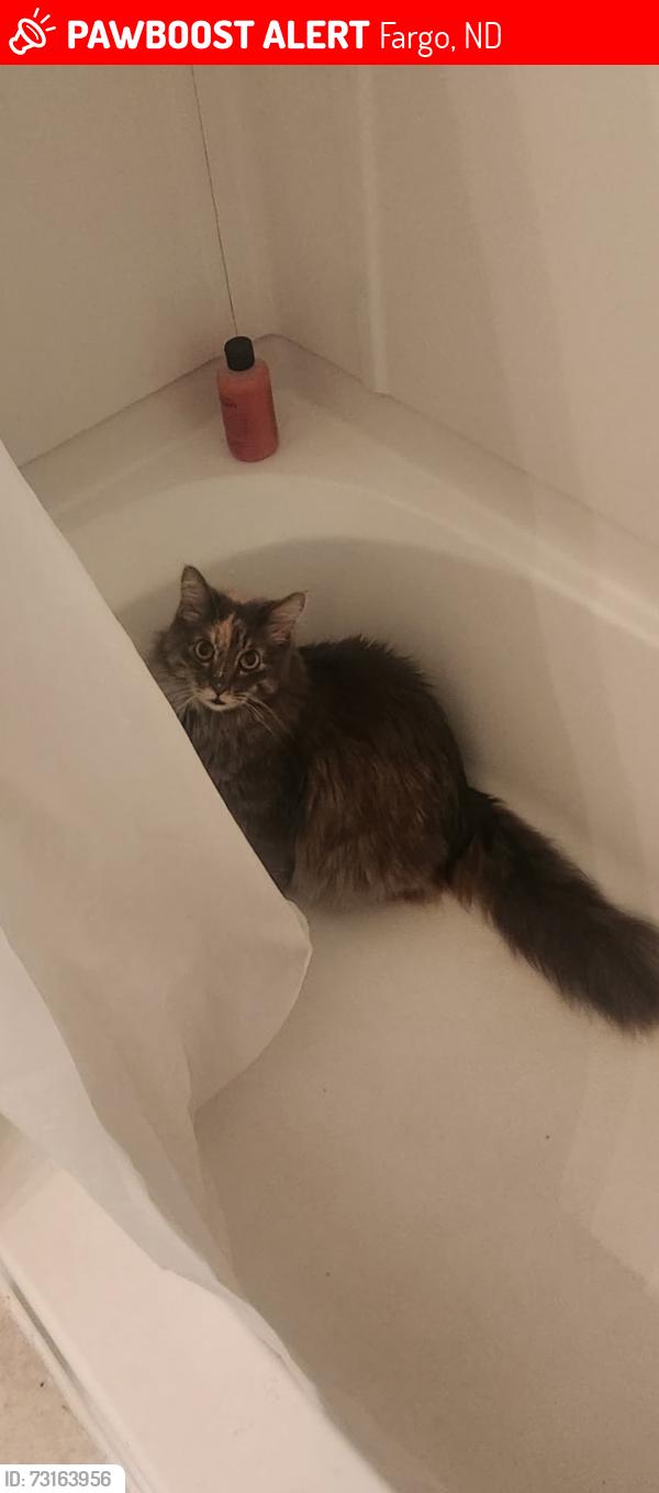 Lost Female Cat last seen Broadway, Fargo, ND 58102