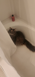 Lost Female Cat last seen Broadway, Fargo, ND 58102
