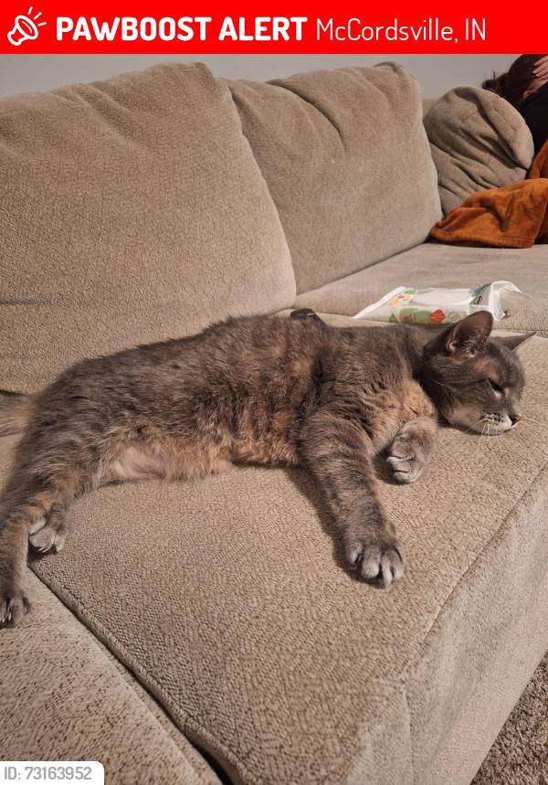 Lost Male Cat last seen At our hse, McCordsville, IN 46055