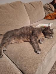 Lost Male Cat last seen At our hse, McCordsville, IN 46055