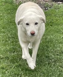 Reunited Female Dog last seen Silverwood Bay & Ladywood, Winnipeg, MB 
