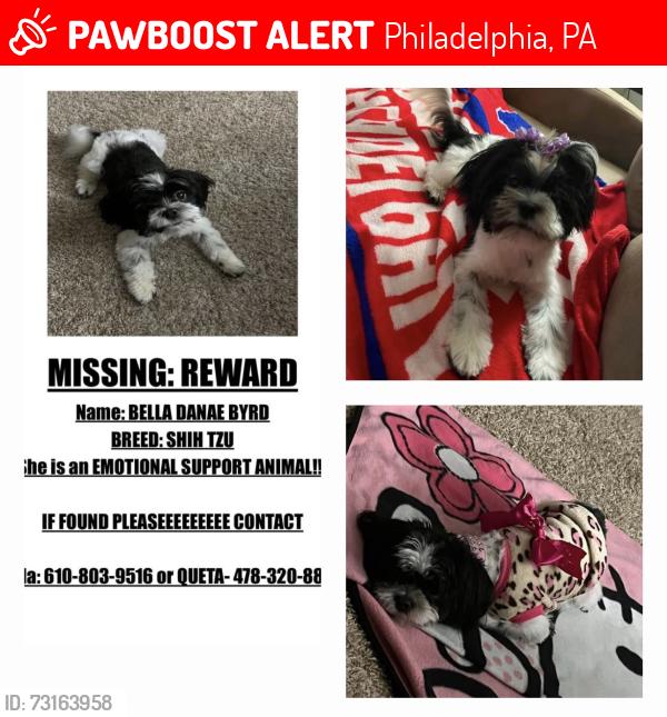 Lost Female Dog last seen Springfield Avenue, Philadelphia, PA 19143