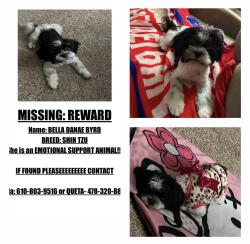 Lost Female Dog last seen Springfield Avenue, Philadelphia, PA 19143